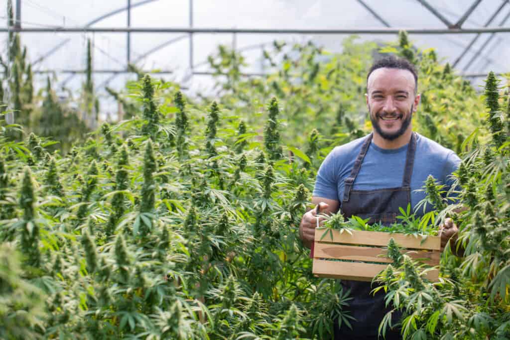 Marijuana grower collecting cannabis
